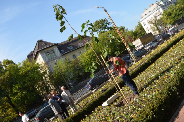 Elültették a wittenbergi fa párját a Reformációi Emlékparkban