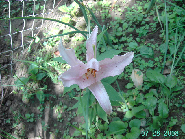 Liliom 2.