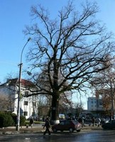 Csoda Szolyván – Kizöldült egy kiszáradt fa!