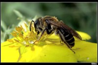 Messziről hoztak méheket az ókori izraeliek