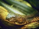 Régészeti szenzáció: kígyóistent imádtak az Arab-félszigeten 