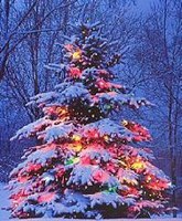 Vallon karácsonyfa lesz idén a római Szent Péter téren