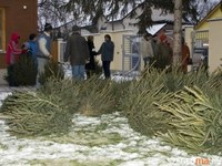 A szeretet jegyében fenyőfákat osztottak Újszegeden