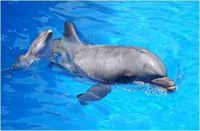 Állatvilág: szuper intelligens delfinek, gyilkos orkák és monogám békák