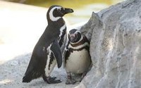 Isten teremtési rendjét nem lehet felülírni – Szakított egymással a meleg pingvin pár 