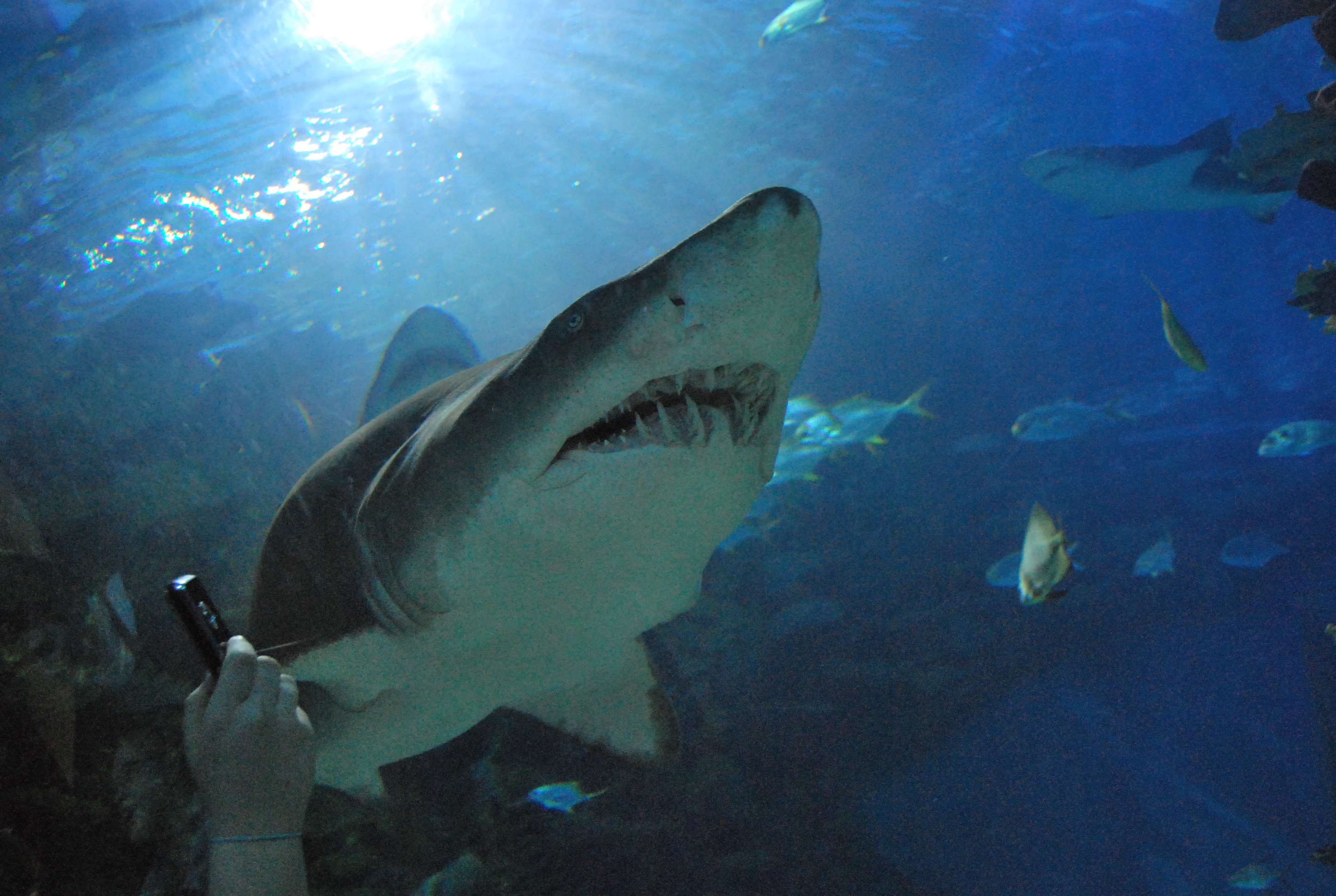 Isten teremtményei a Tropicariumban