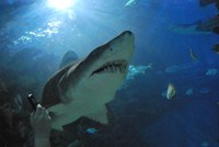 Isten teremtményei a Tropicariumban