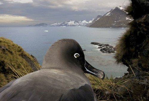 Nature Stories – AP Photo/Paul Nicklen, National Geographic