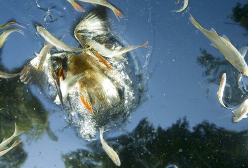 Nature Singles – AP Photo/Joe Petersburger (Szentpéteri József magyar fényképész!), National Geographic